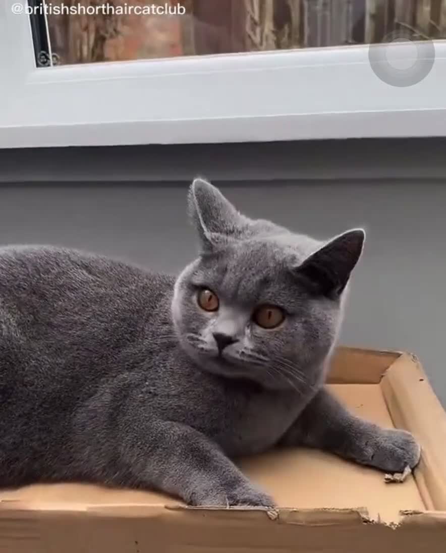 British Shorthair cats for sale: Beautiful Blue British Shorthair female cat QUEEN - Video 2