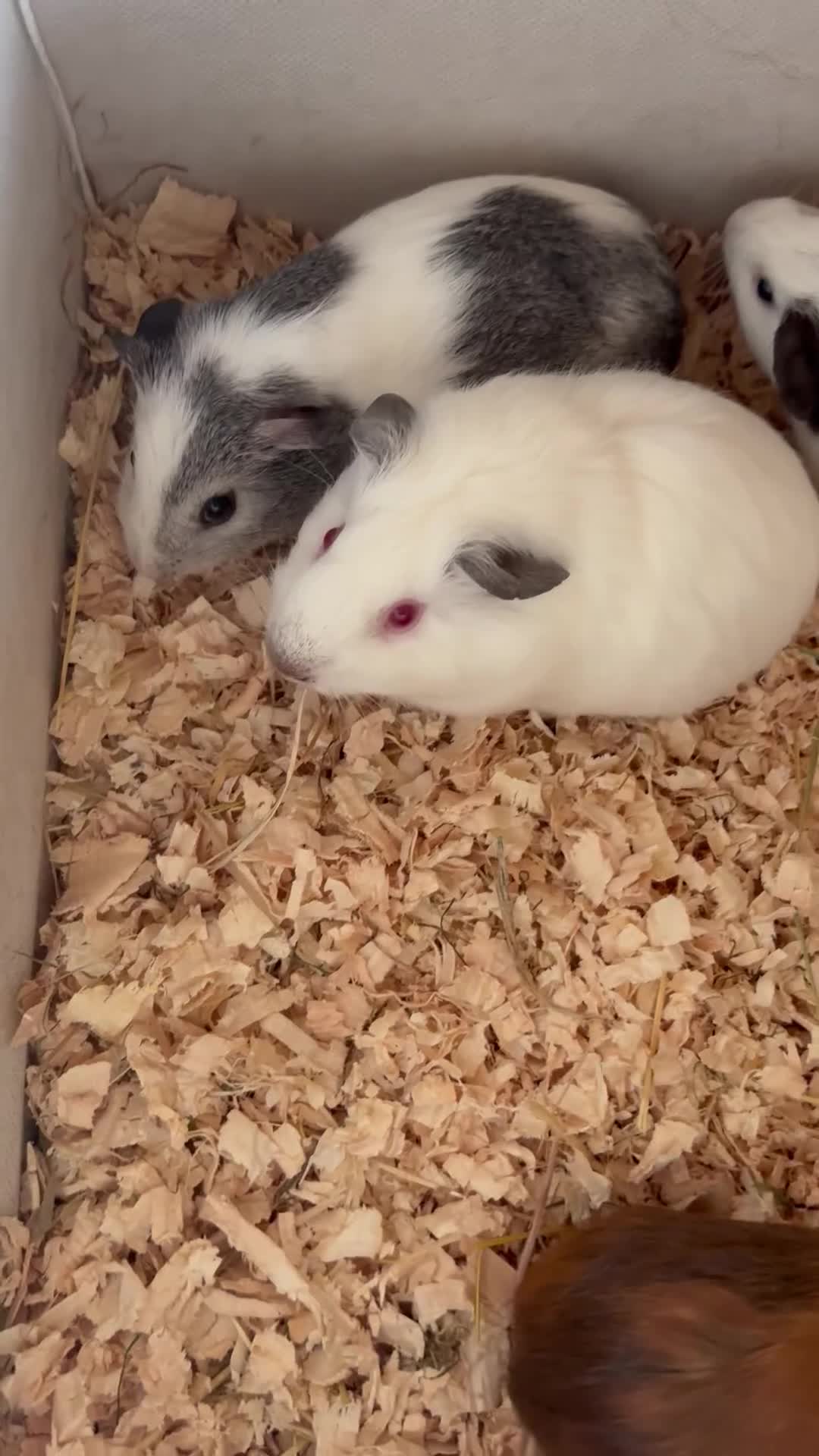 Guinea Pig rodents for sale: Beautiful and friendly guinea pig babies  - Video 3