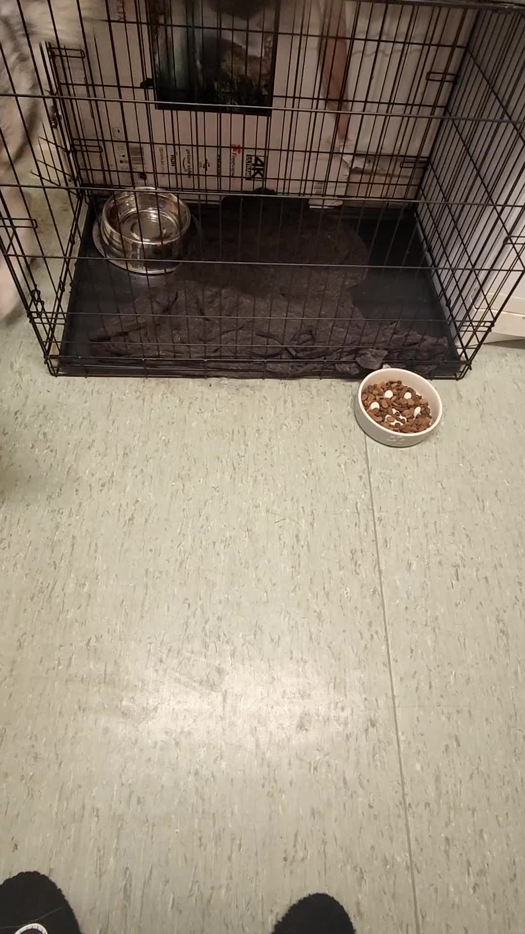 Siberian Husky dogs for sale: Loving 2-Year Old Husky Looking for a Forever Home - Video 1