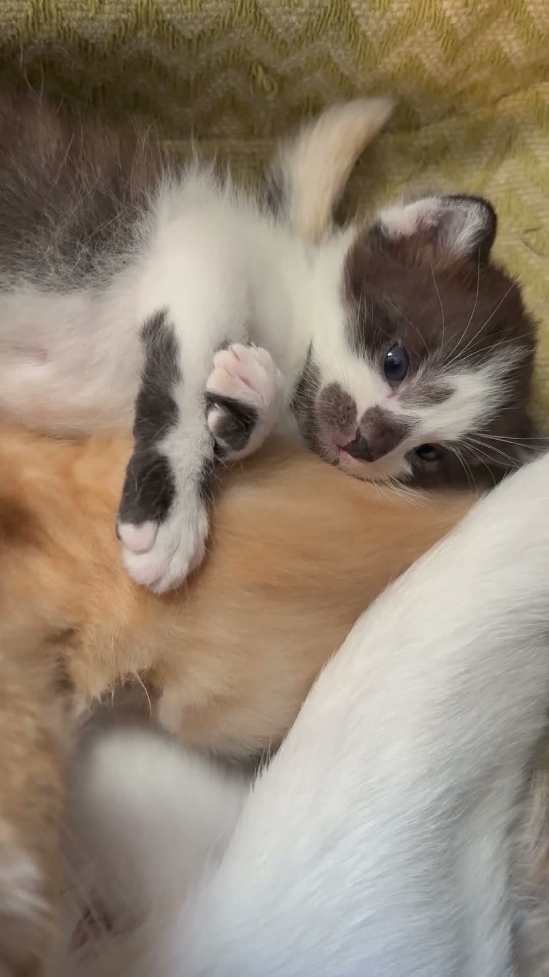 Mixed Breed cats for sale: lovley kittens looking for their new home - Video 1