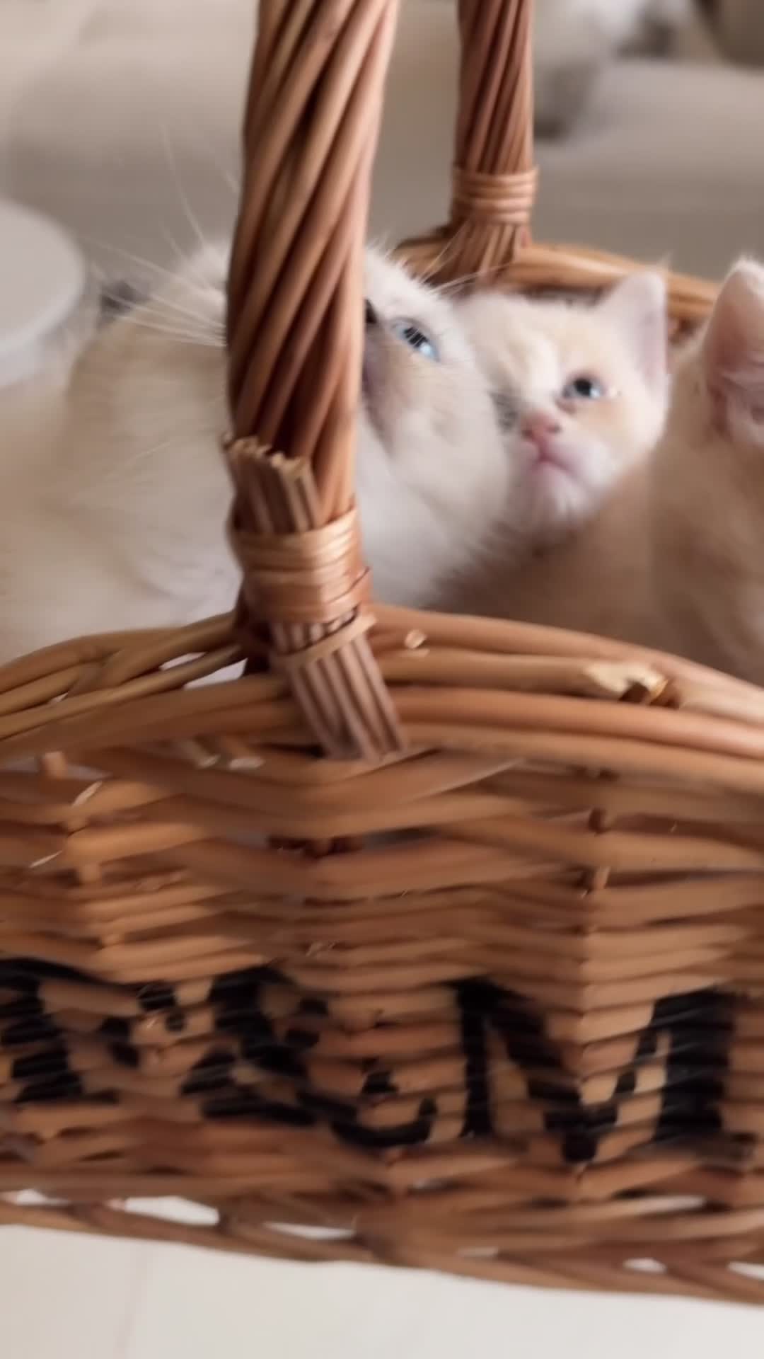 Mixed Breed cats for sale: Scottish fold x Ragdoll Kitten for sale in Halesowen - Video 1
