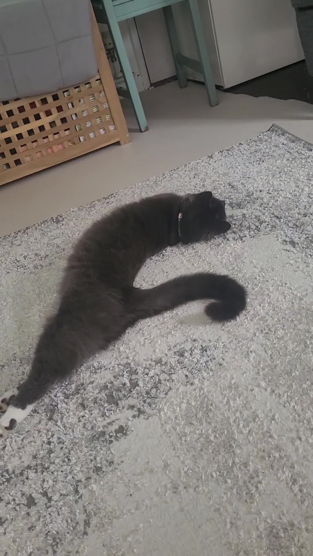 Chartreux cats for sale: Beautiful grey needs a quiet home - Video 1