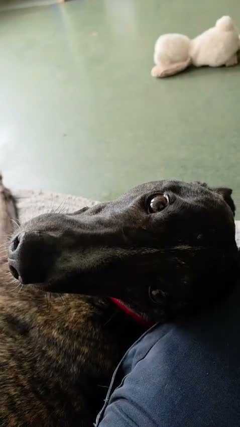 Lurcher dogs for adoption: Splash - Video 1