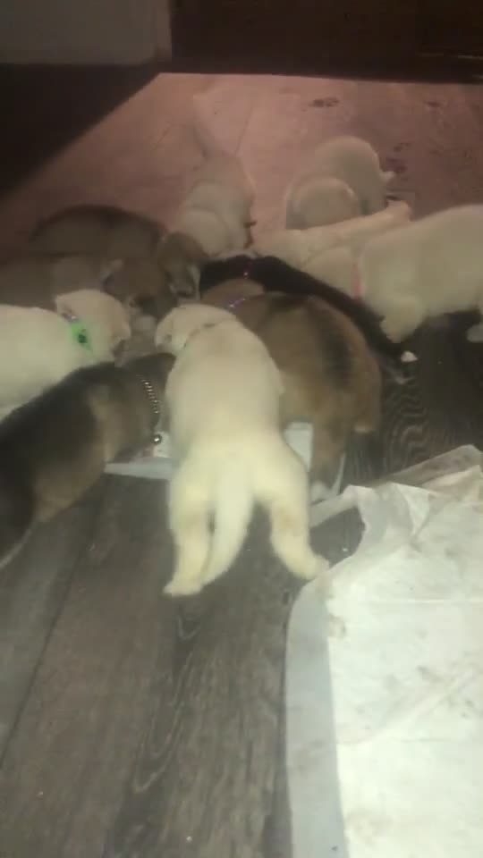 Shepsky dogs for sale: Shepsky pups - Video 2