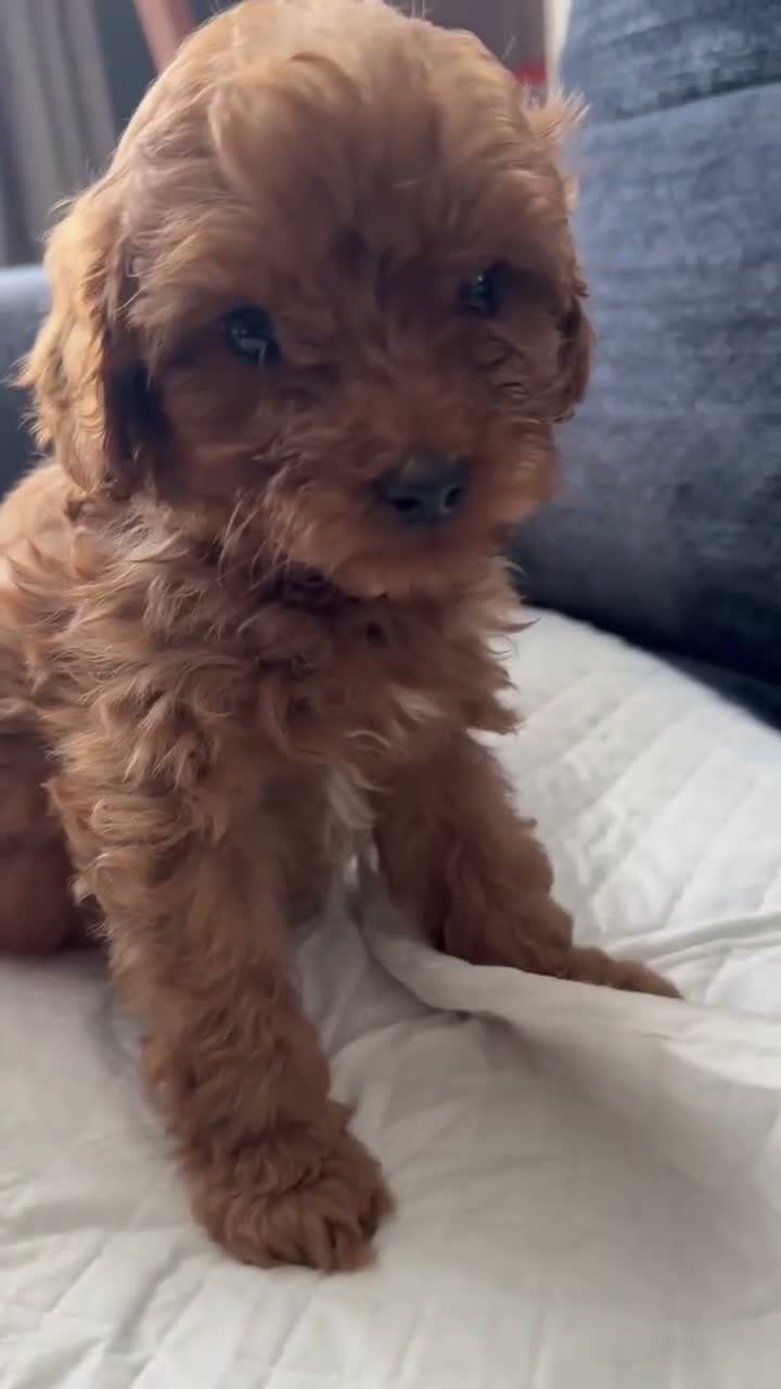 Cavapoo dogs for sale: F1B Cavapoo  - Video 1