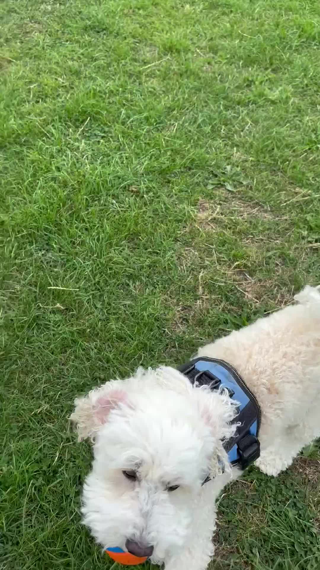 Cavapoo dogs for sale: 5yr Cavapoo rehoming - Video 1
