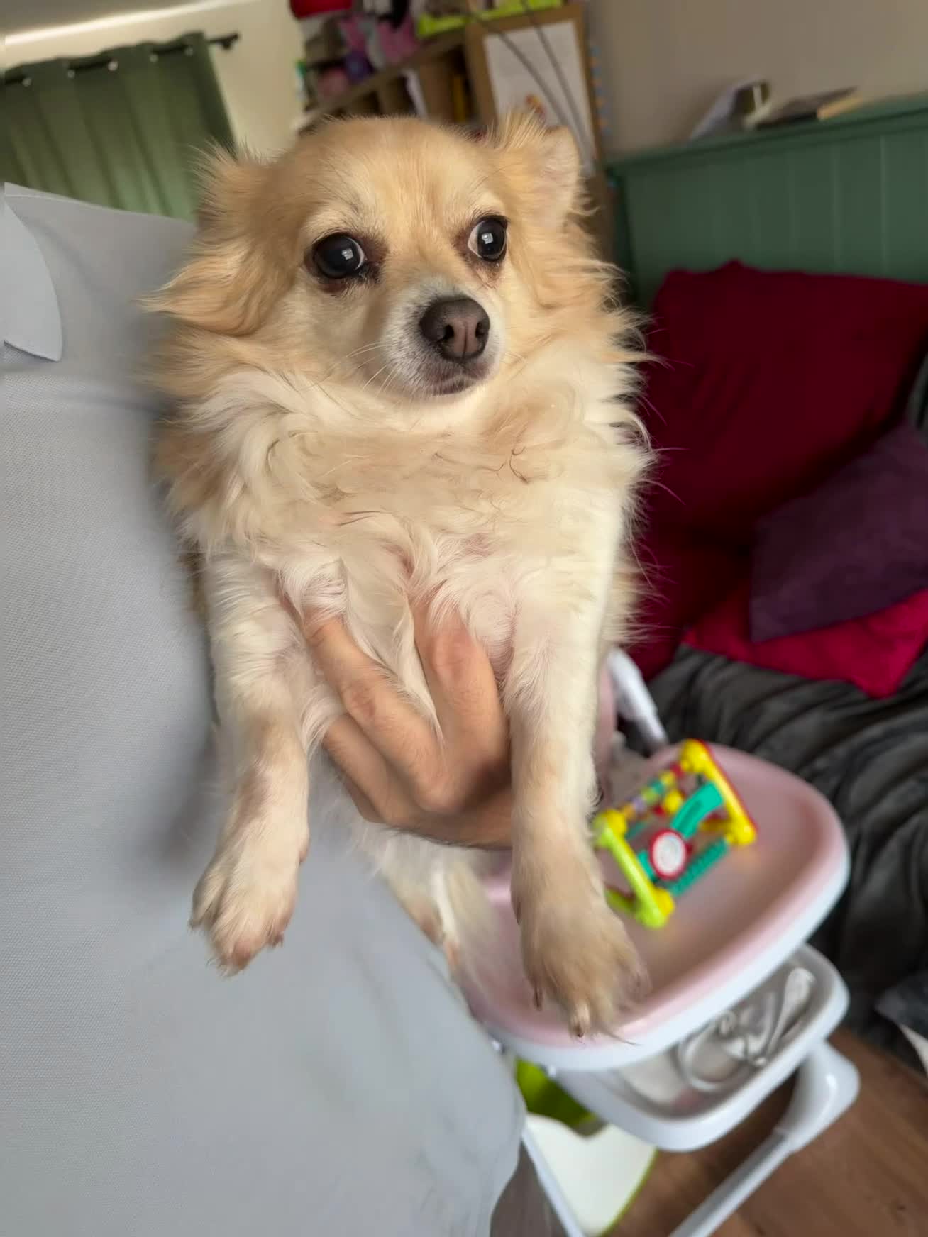 Chihuahua dogs for sale: Mimi the family chihuahua needs a loving new home - Video 1