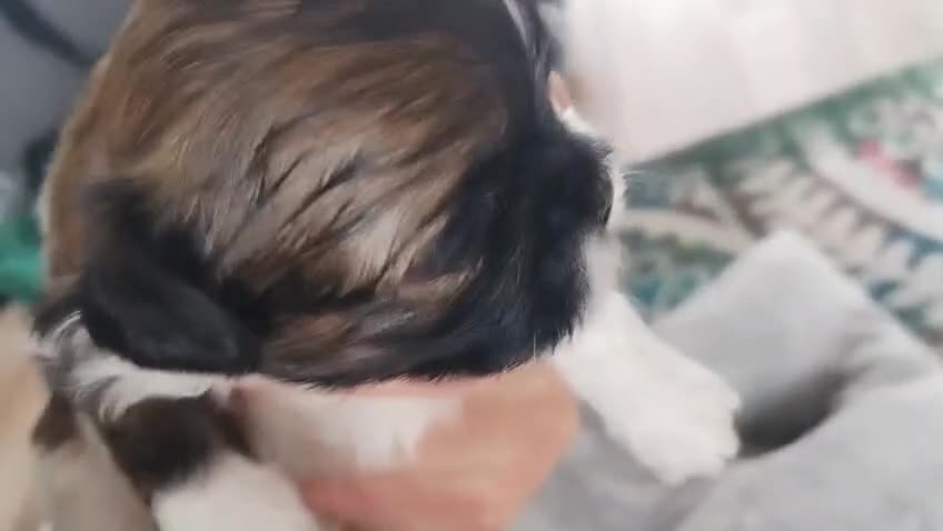 Shih Tzu dogs for sale: Shih Tzu Puppies From Small Imperial-Type Mum - Video 5