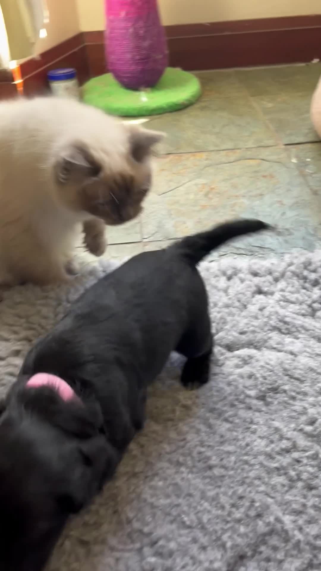 Cocker Spaniel dogs for sale: Exceptional KC Working Cocker Spaniel Puppies - Video 2