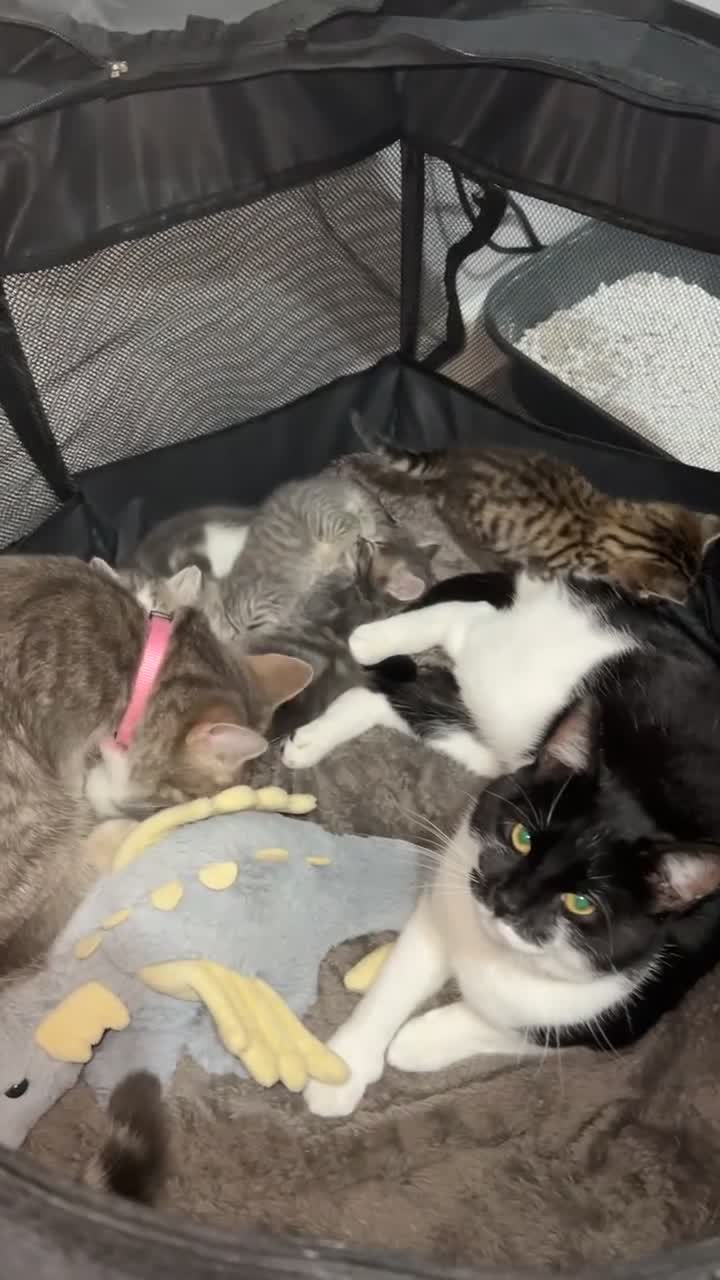 Domestic Shorthair cats for sale: 4 beautiful kittens for sale  - Video 1