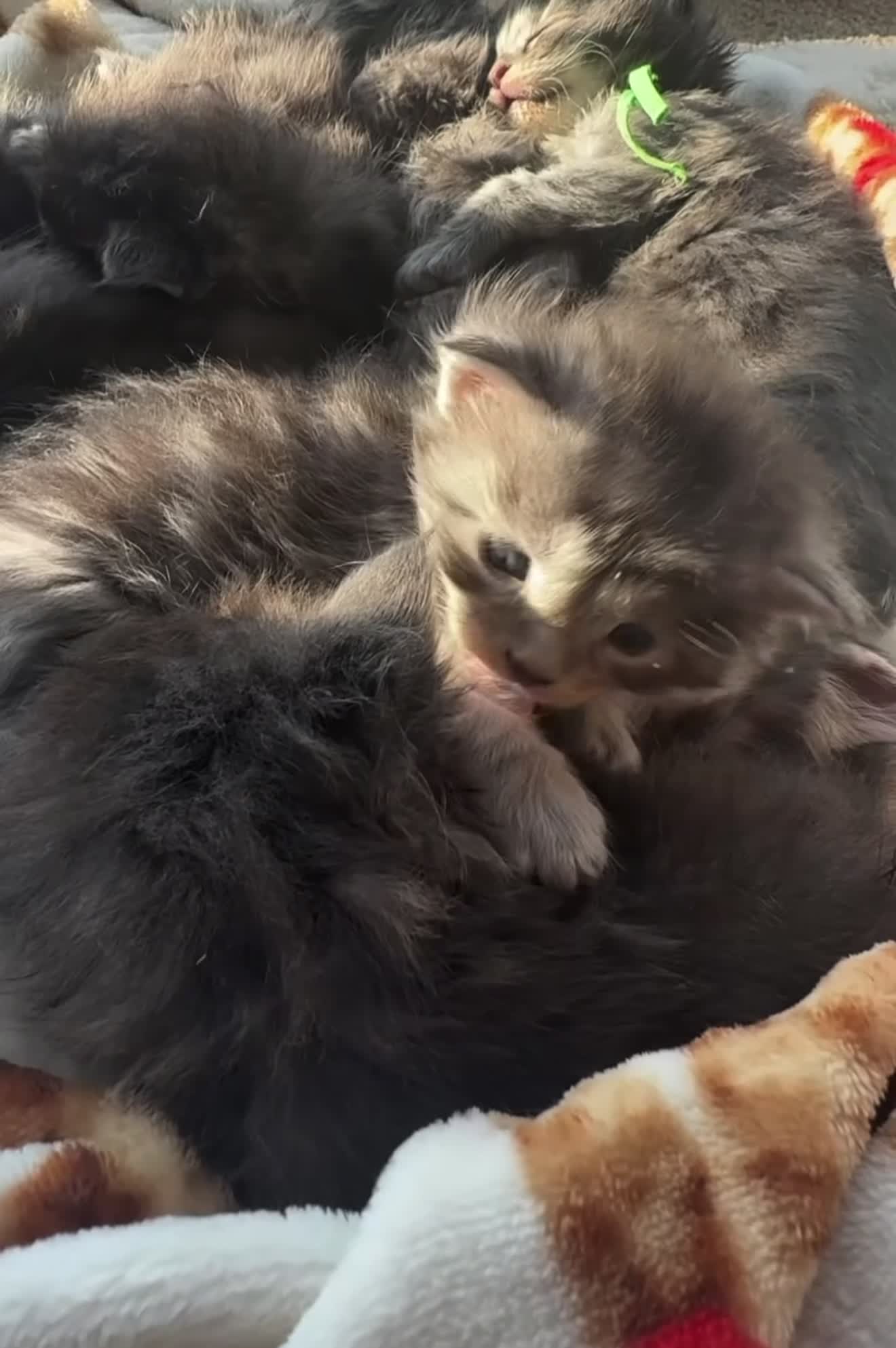 Maine Coon cats for sale: Pedigree maine coon kitten Angelica - Video 1