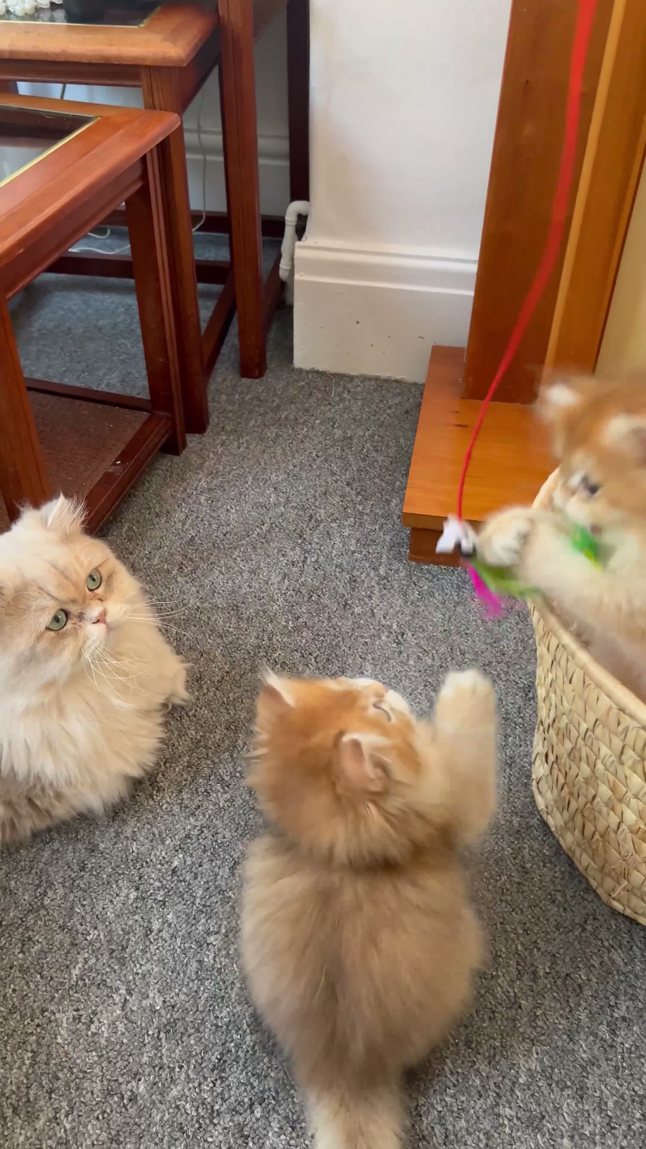 British Longhair cats for sale: 👑Champion Bloodline Registered British Longhair👑 - Video 4