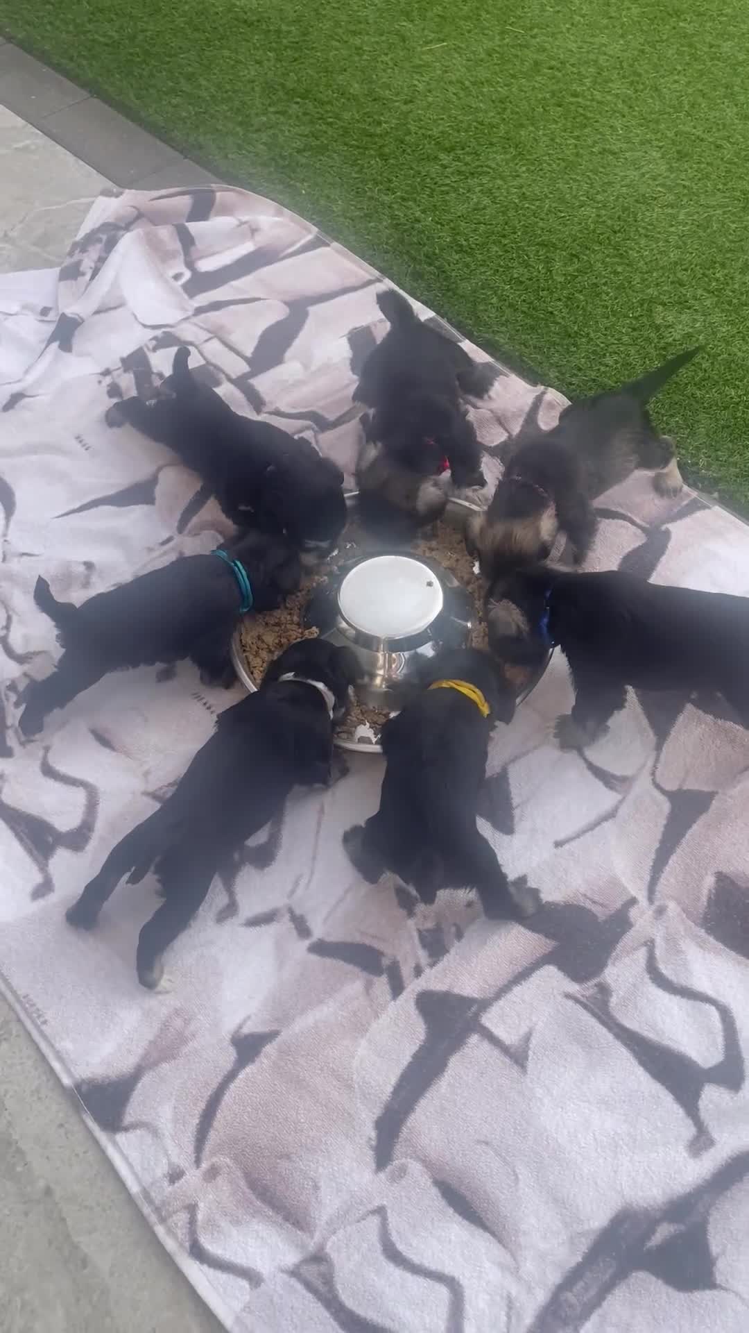Miniature Schnauzer dogs for sale: KC pedigree miniature schnauzers - Video 1