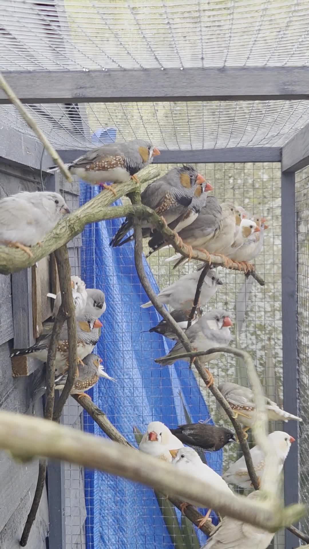 Finches birds for sale: Mix Aviary born Zebra Finch - Video 2