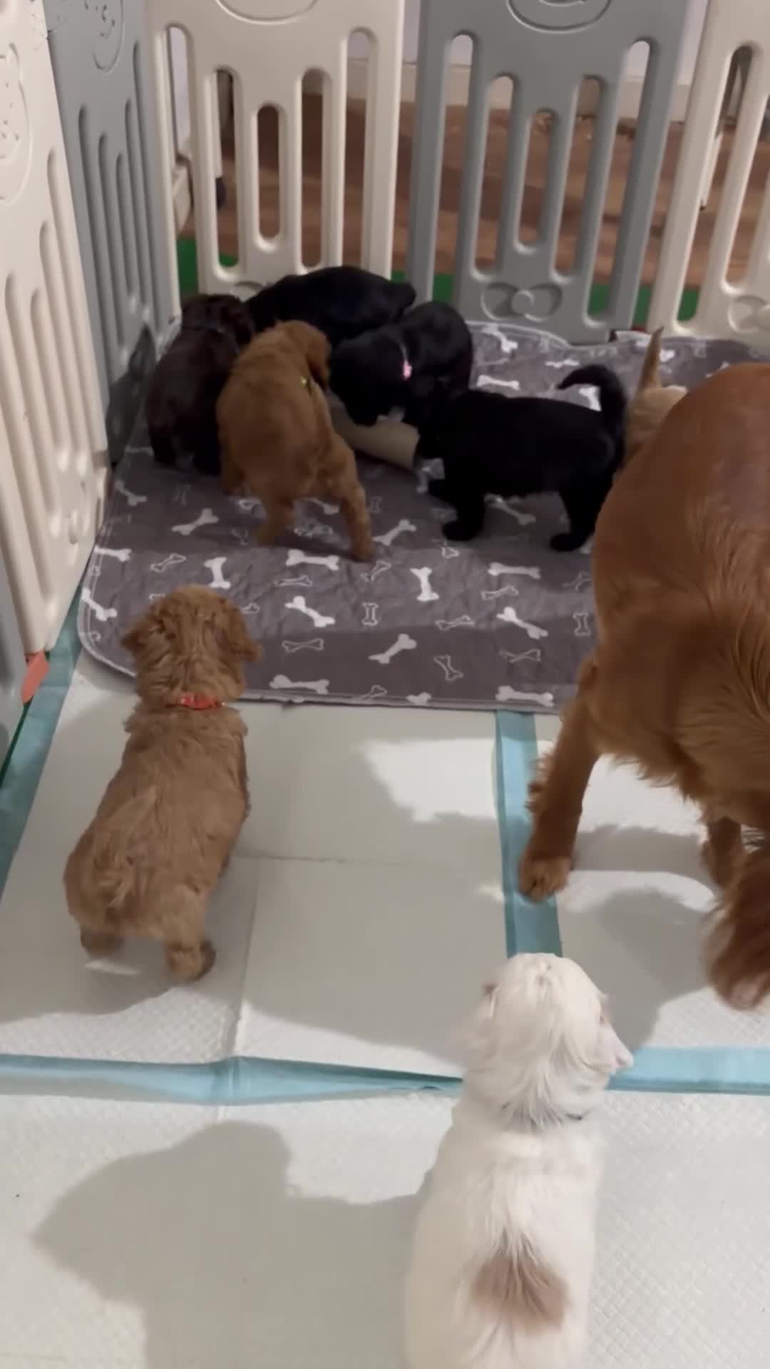 Cockapoo dogs for sale: Stunning F1B Cockapoo Puppies - Video 1