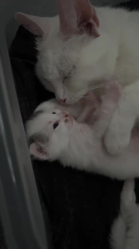 Mixed Breed cats for sale: 3 male kittens 1 white , 2 white with tabby tails  - Video 1