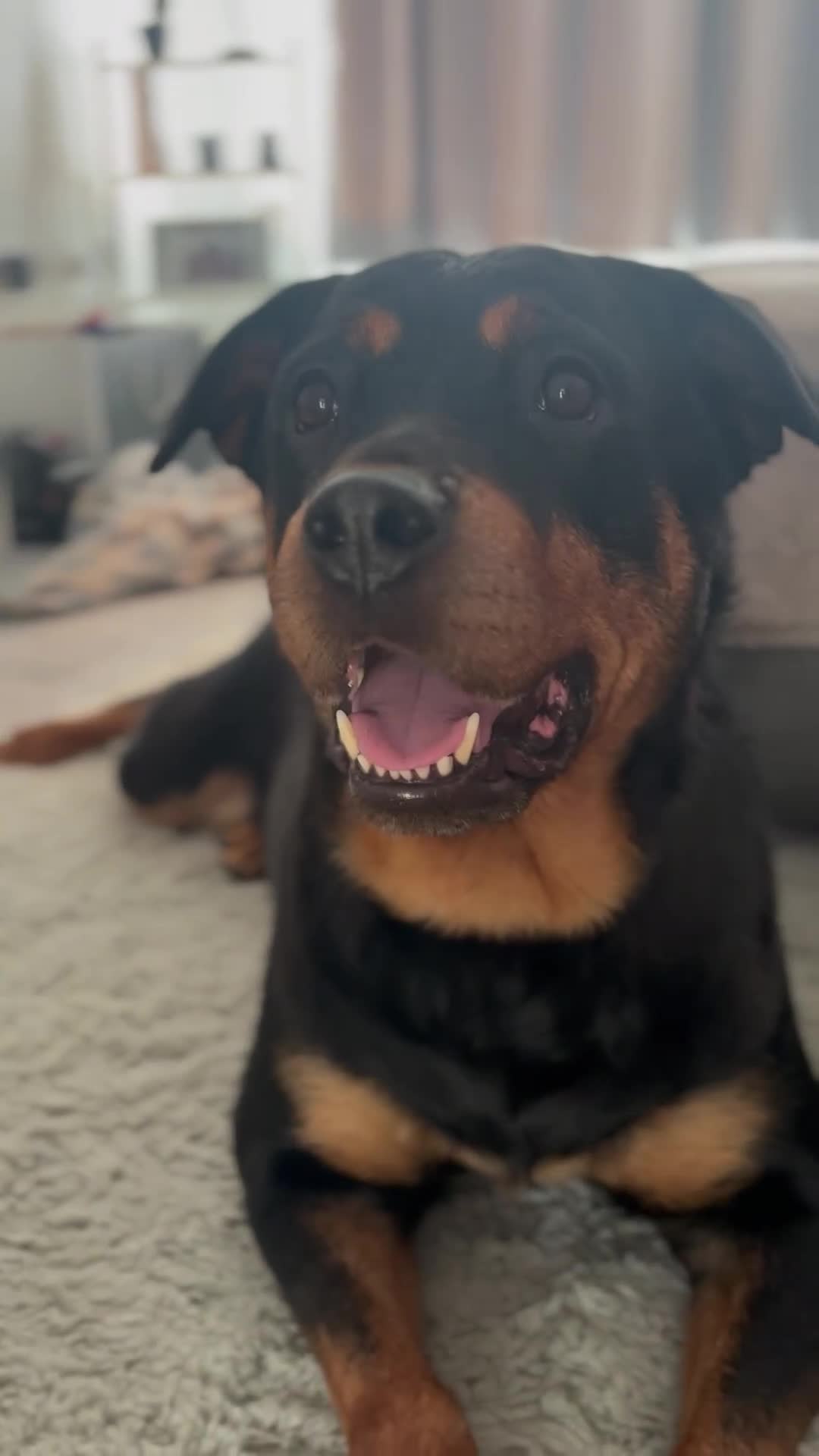 Rottweiler dogs for sale: Rottweiler  - Video 1