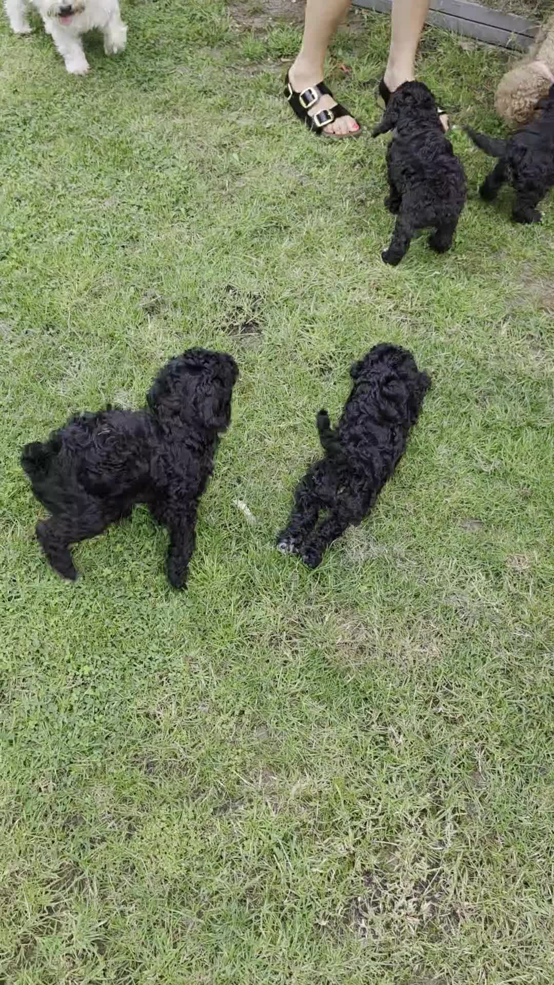 Miniature Poodle dogs for sale: Miniature poodle first litter  - Video 1