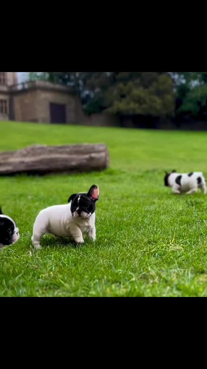 French Bulldog dogs for sale: KC fully health genetic & tested puppies - Video 2