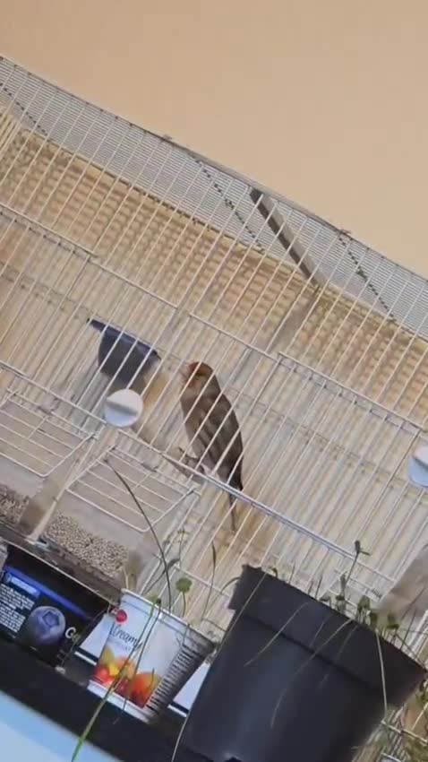 Canaries birds for sale: Canary bird  - Video 5