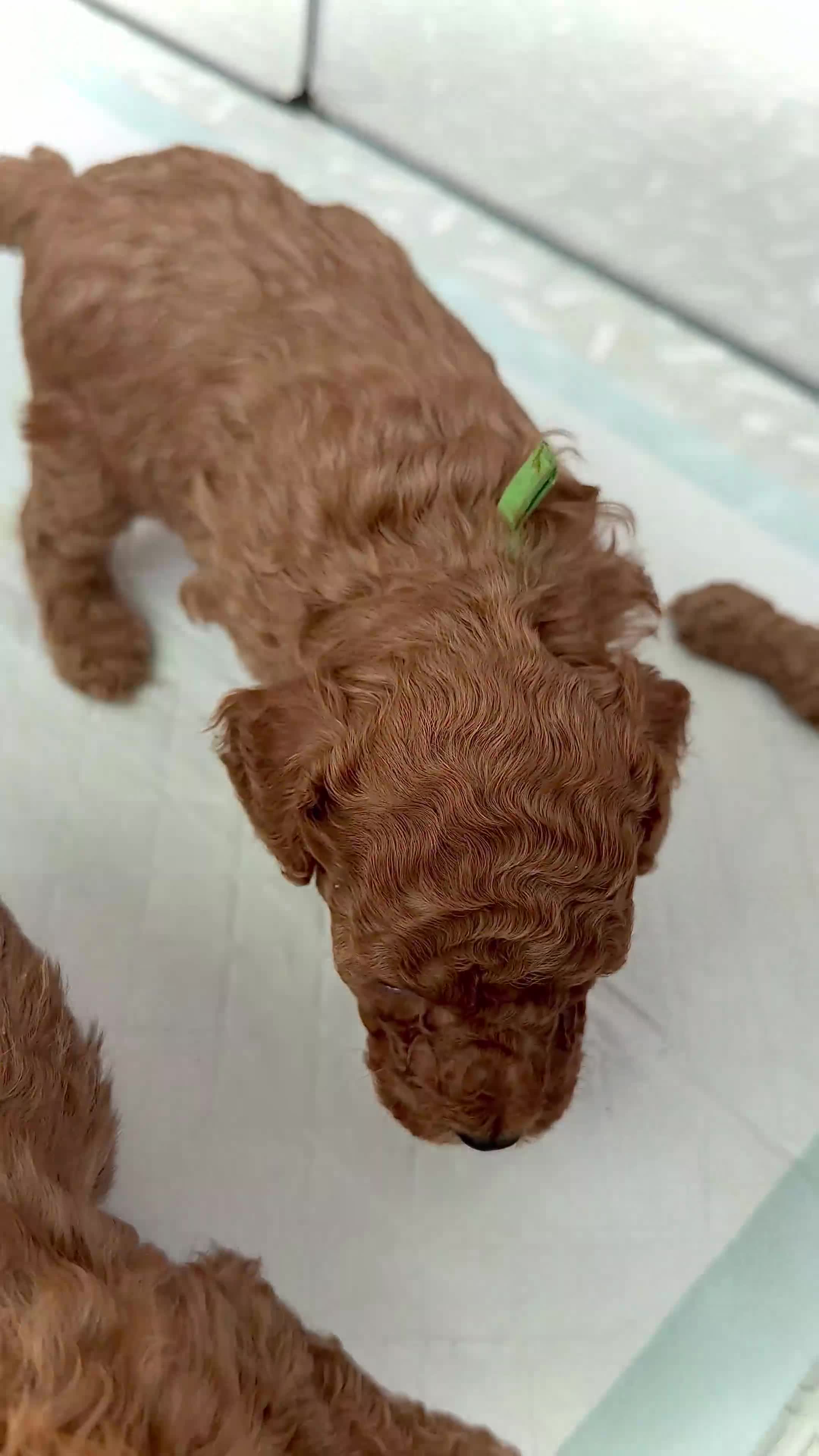 Cockapoo dogs for sale: READY TO LEAVE. LAST GIRL AVAILABLE  - Video 3