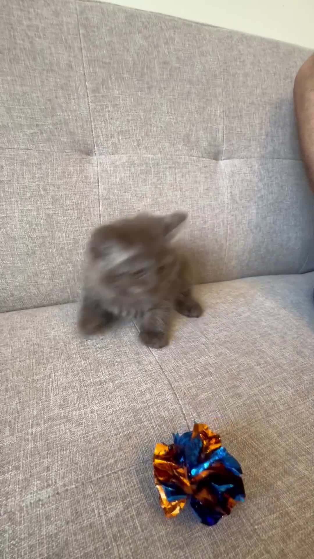 Persian cats for sale: Stunning Persian x Ragdoll kittens Ready for Homes in Watford - Video 4