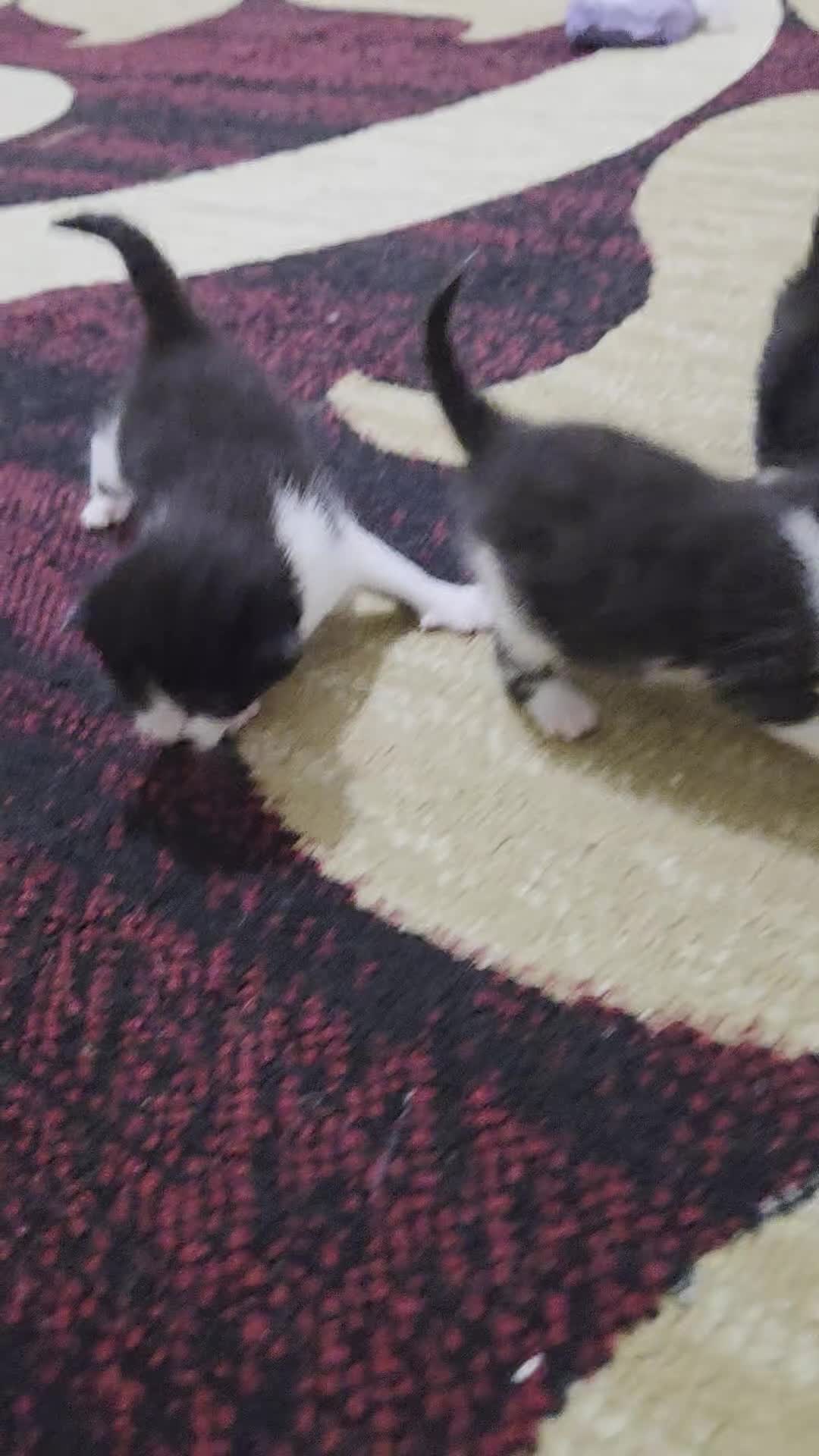 Mixed Breed cats for sale: 3 female kittens  in Gateshead - Video 1