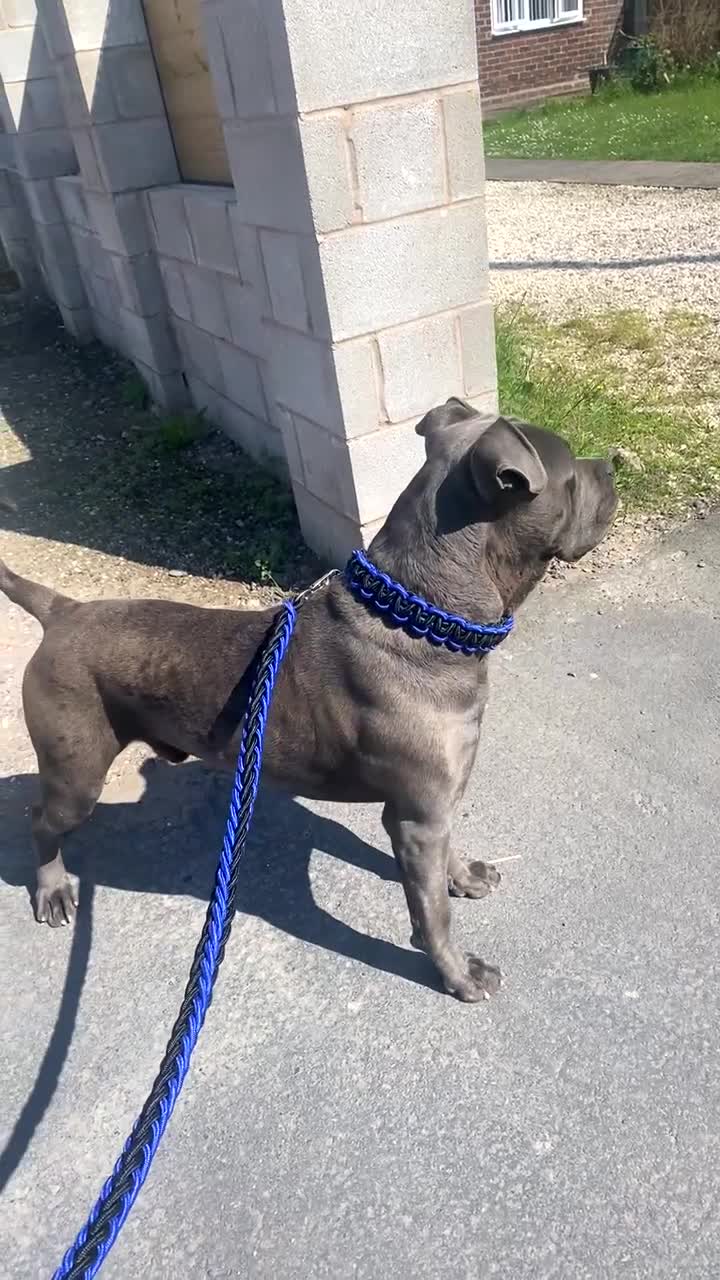 Cane Corso dogs for stud: Champion bloodline cane corso for stud  - Video 1