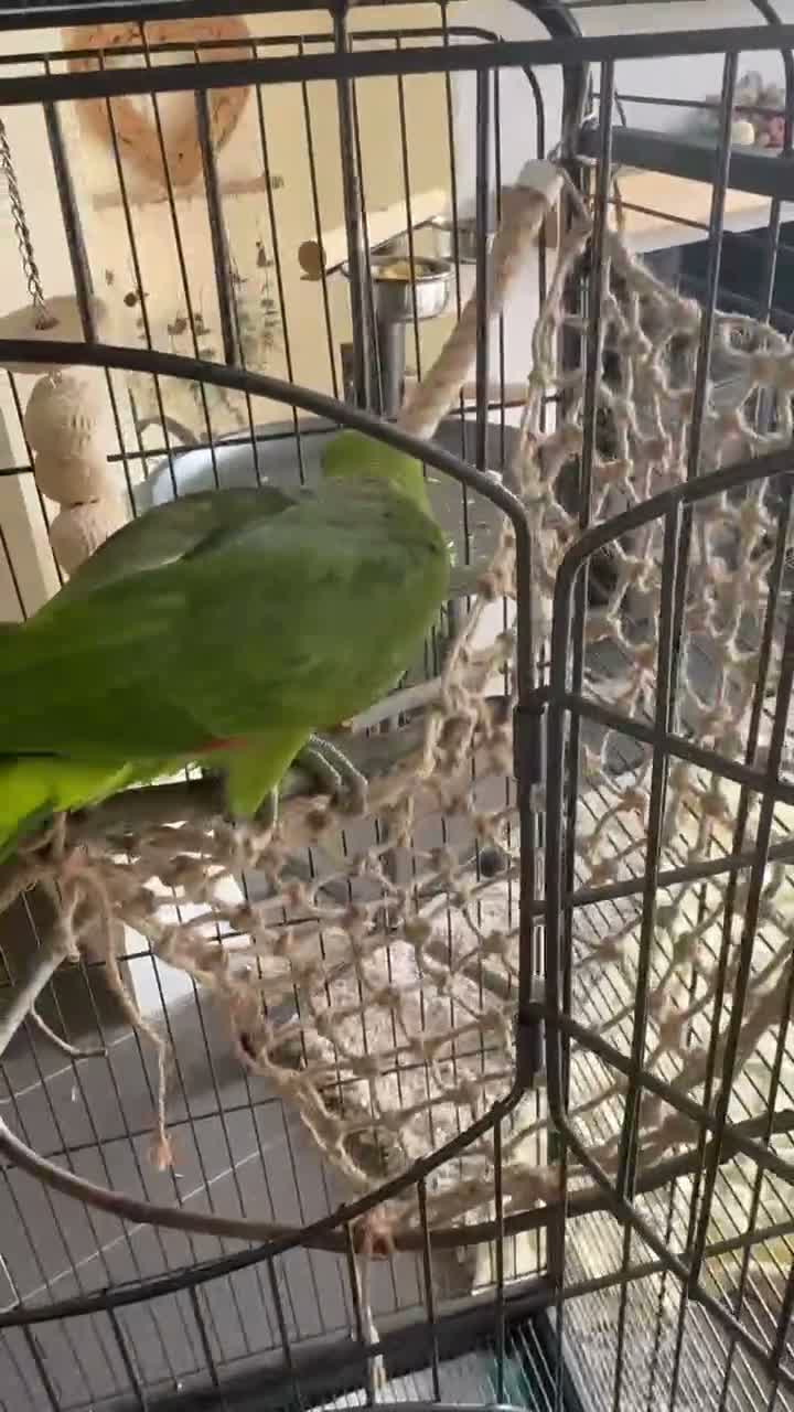 Parrots birds for sale: Fully tamed yellow naped Amazon parrot  - Video 2