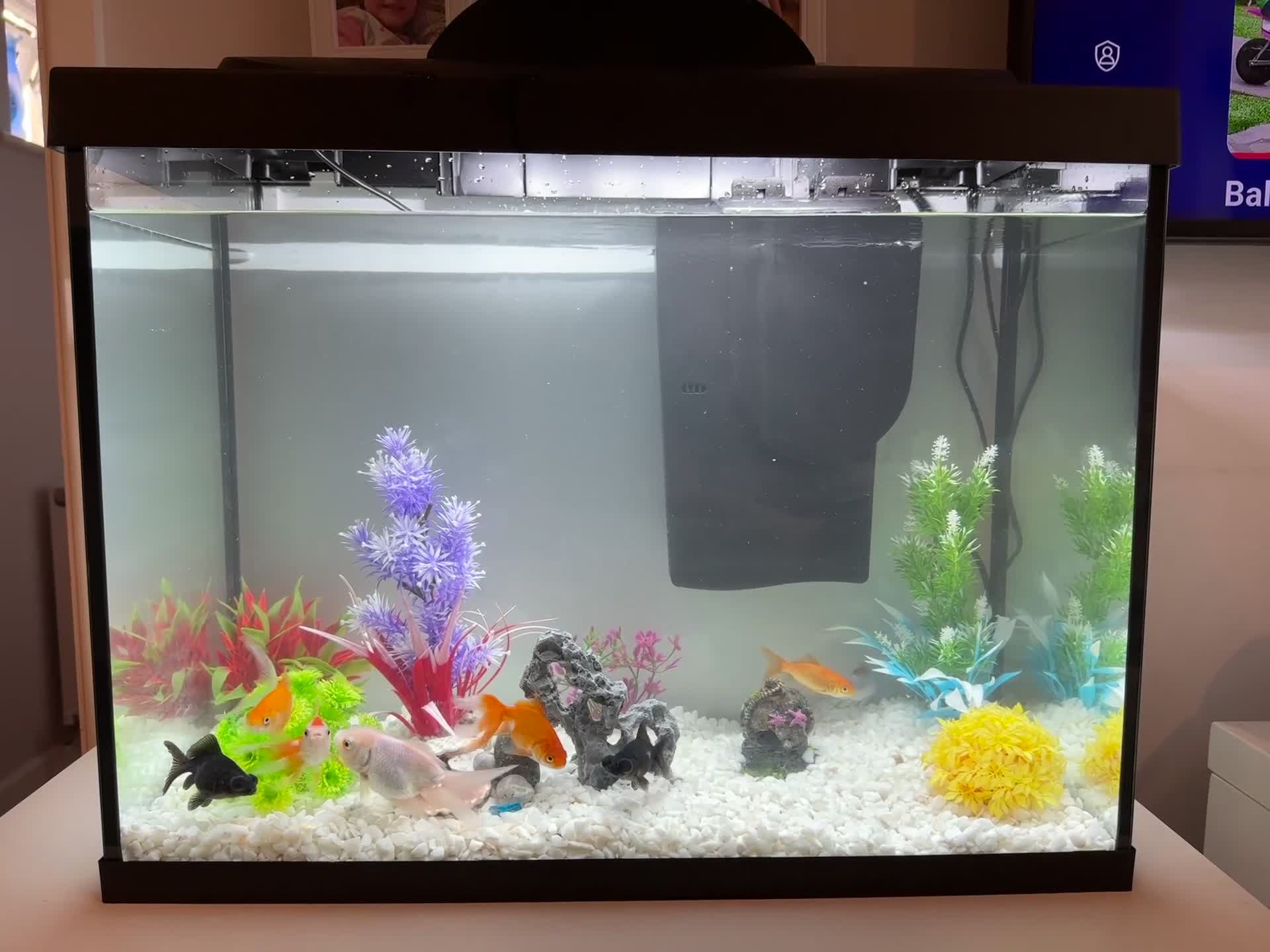 Goldfish fish for sale: Tetra Starter Line 80L LED Fish Tank - Video 1