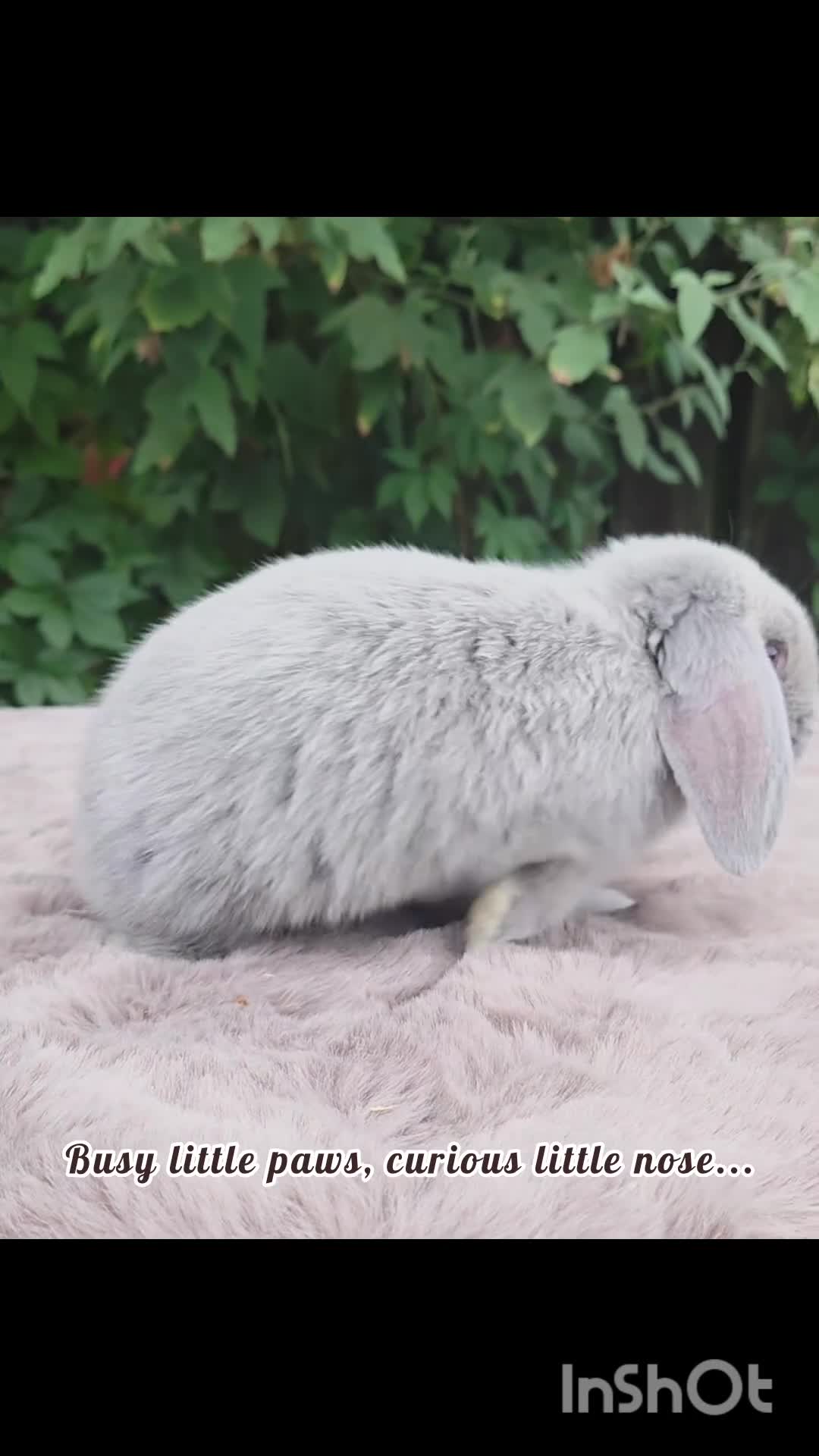 Mini Lop rabbits for sale: 🌻Beautiful Baby Mini Lops 🌻 Ready 5th & 11th Sep - Video 2