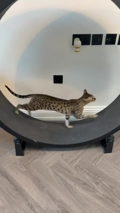 Savannah cats for sale: Stunning Affectionate F5 Savannah Kitten – Reduced - Video 1