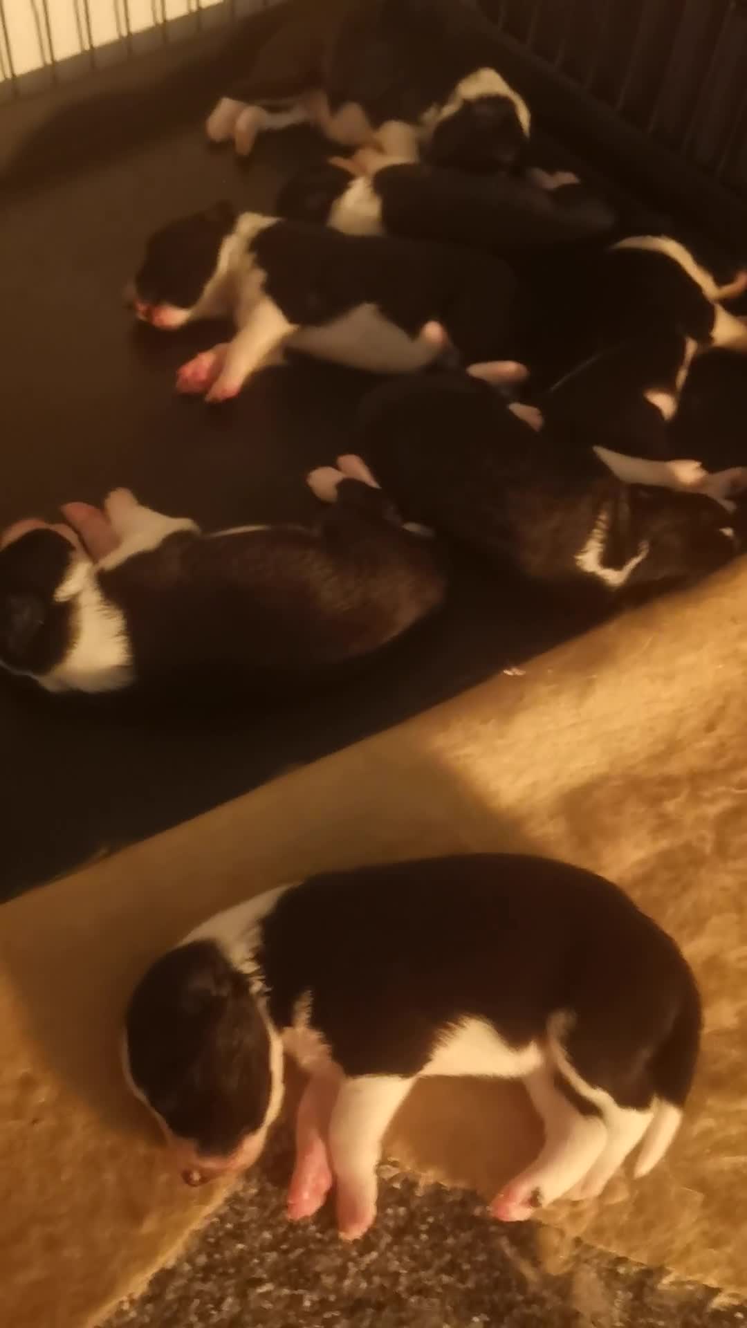 Border Collie dogs for sale: Beautiful litter of border collie puppies - Video 1
