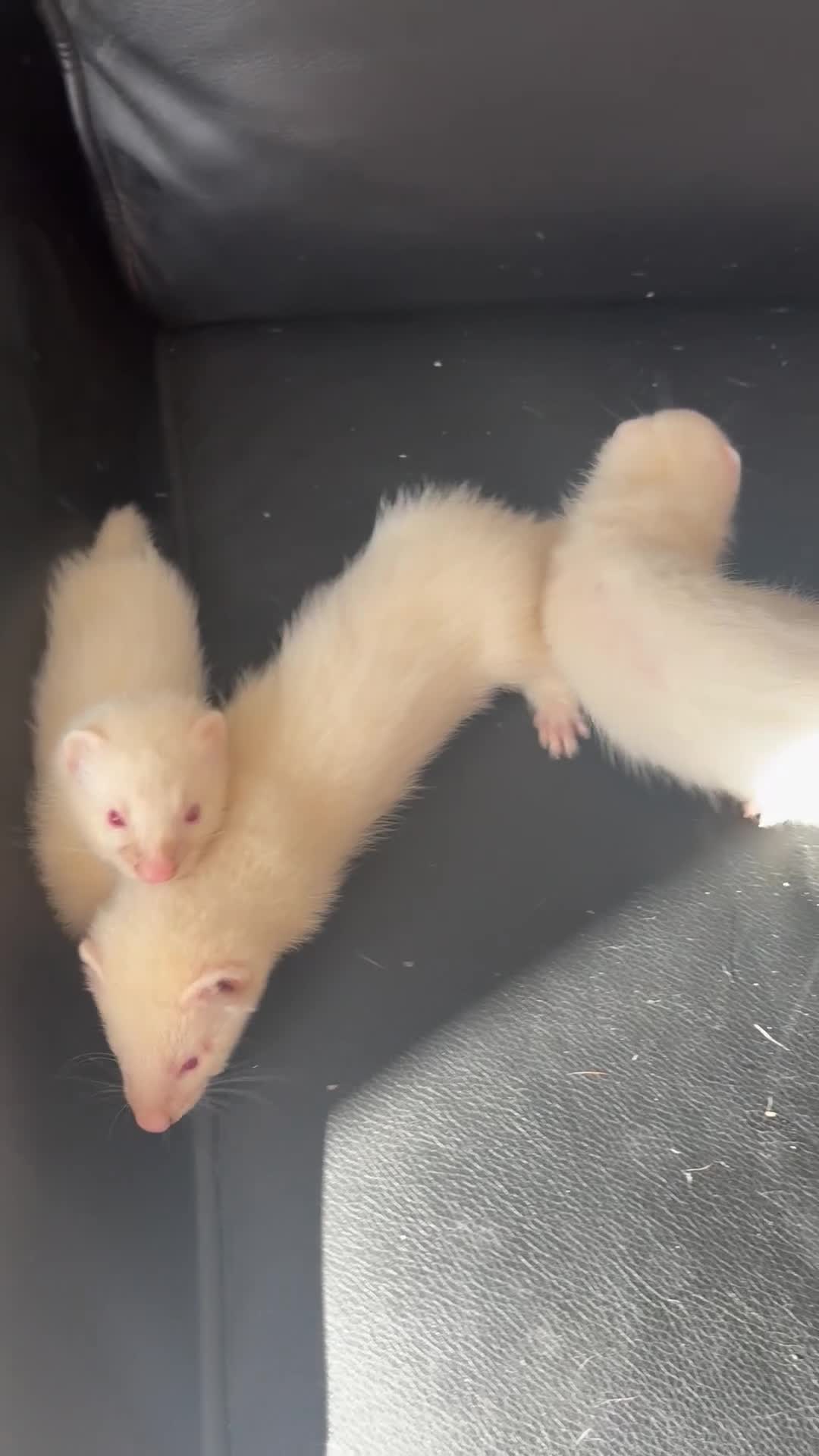 Ferret rodents for sale: Ferrets - Video 1