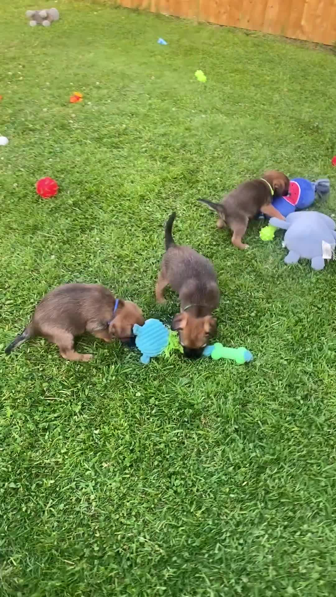 Border Terrier dogs for sale: ⭐️KC BORDER TERRIER PUPPIES, SLEM CLEAR - Video 2