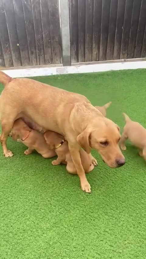 Labrador Retriever dogs for sale: Labrador Retriever Fox Red KC Registered  - Video 1