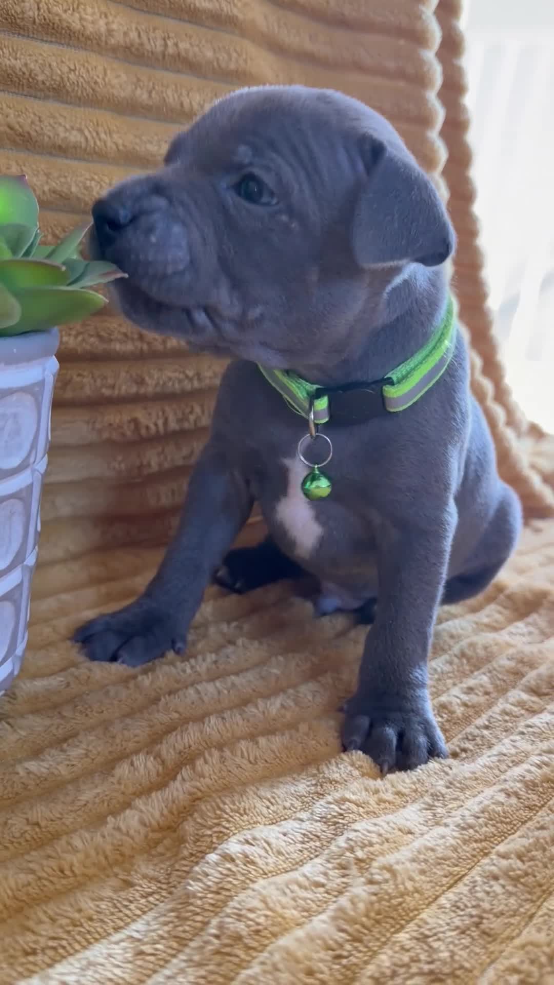 Staffordshire Bull Terrier dogs for sale: KC Blue Staffordshire bull terrier puppies  - Video 3