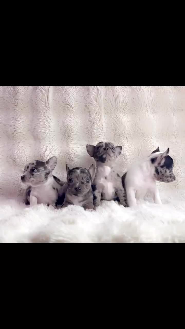 Chihuahua dogs for sale: Teacup chihuahuas - Video 1