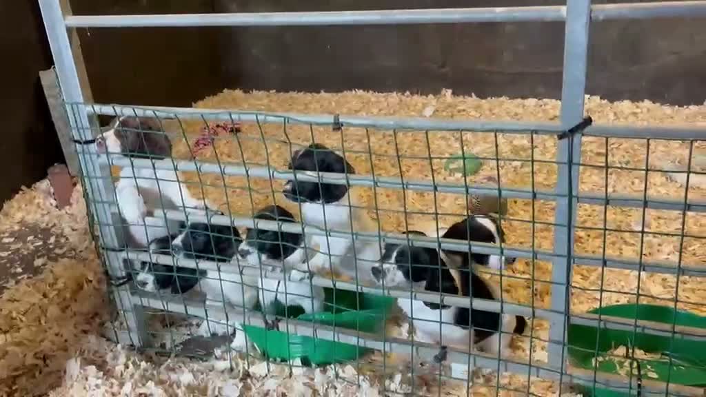 English Springer Spaniel dogs for sale: Springer Spaniels - Video 1