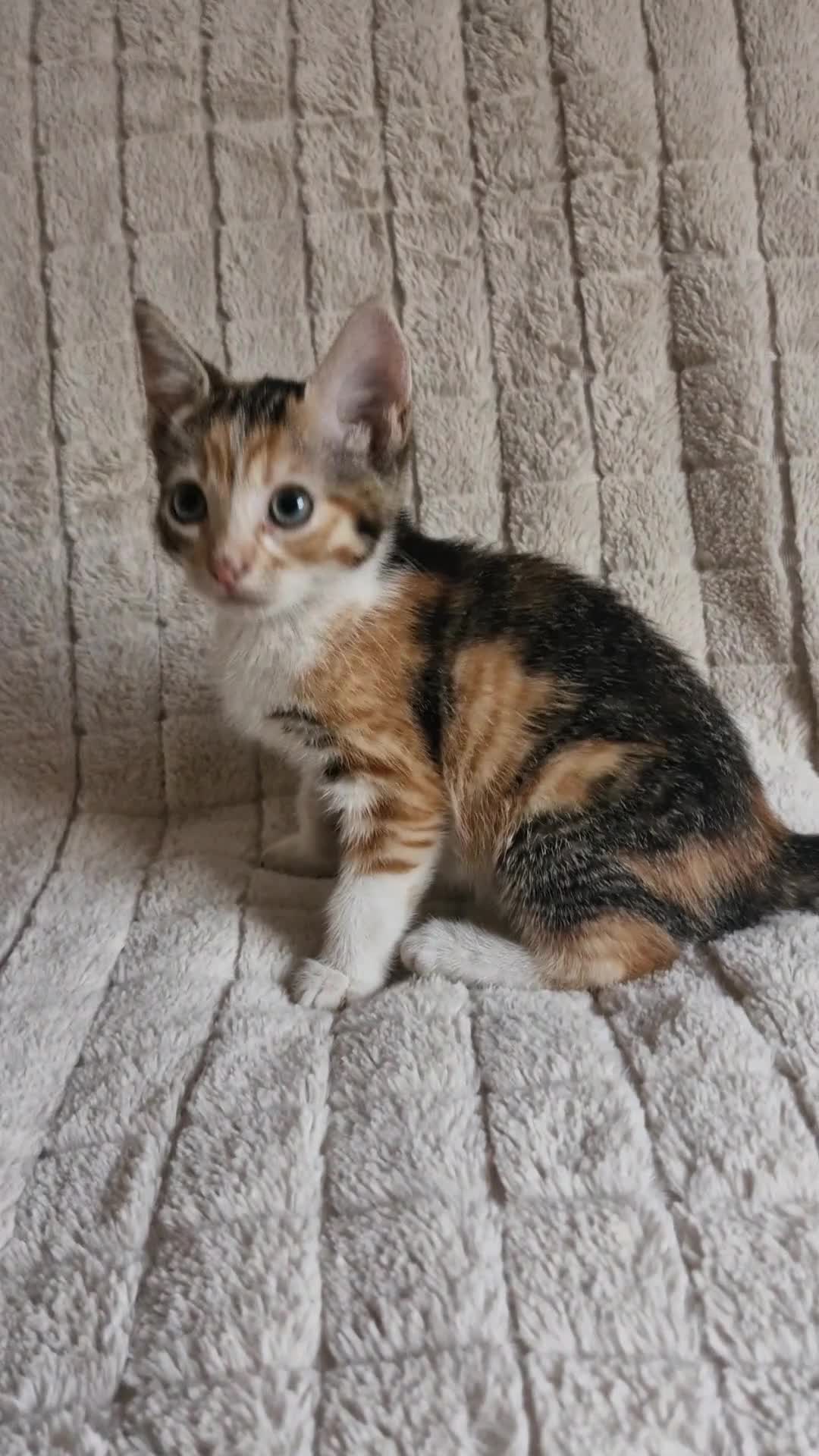 Mixed Breed cats for sale: Last 2 Kittens Ready Now - Video 1
