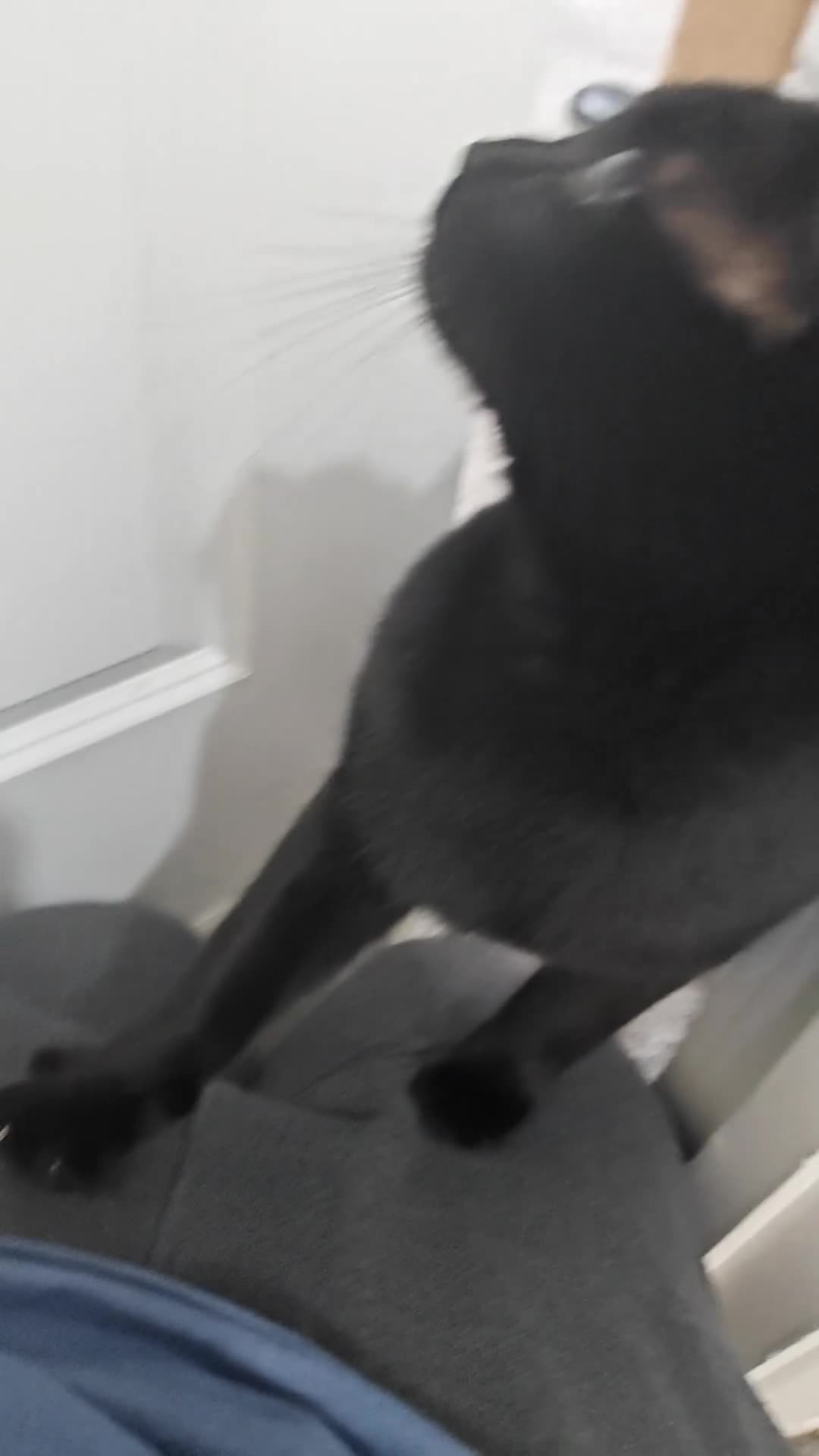 British Shorthair cats for sale: Shorthair cat for sale - Video 1