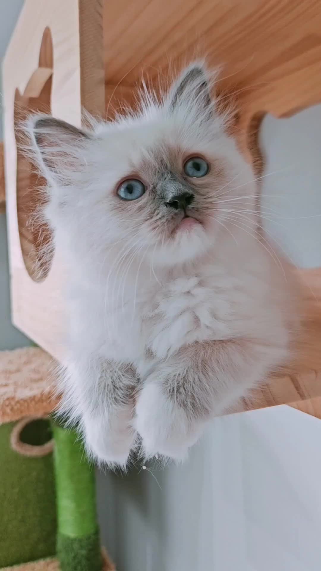 Ragdoll cats for sale: Raised with Love, looking for forever homes 🏠❤️ - Video 2