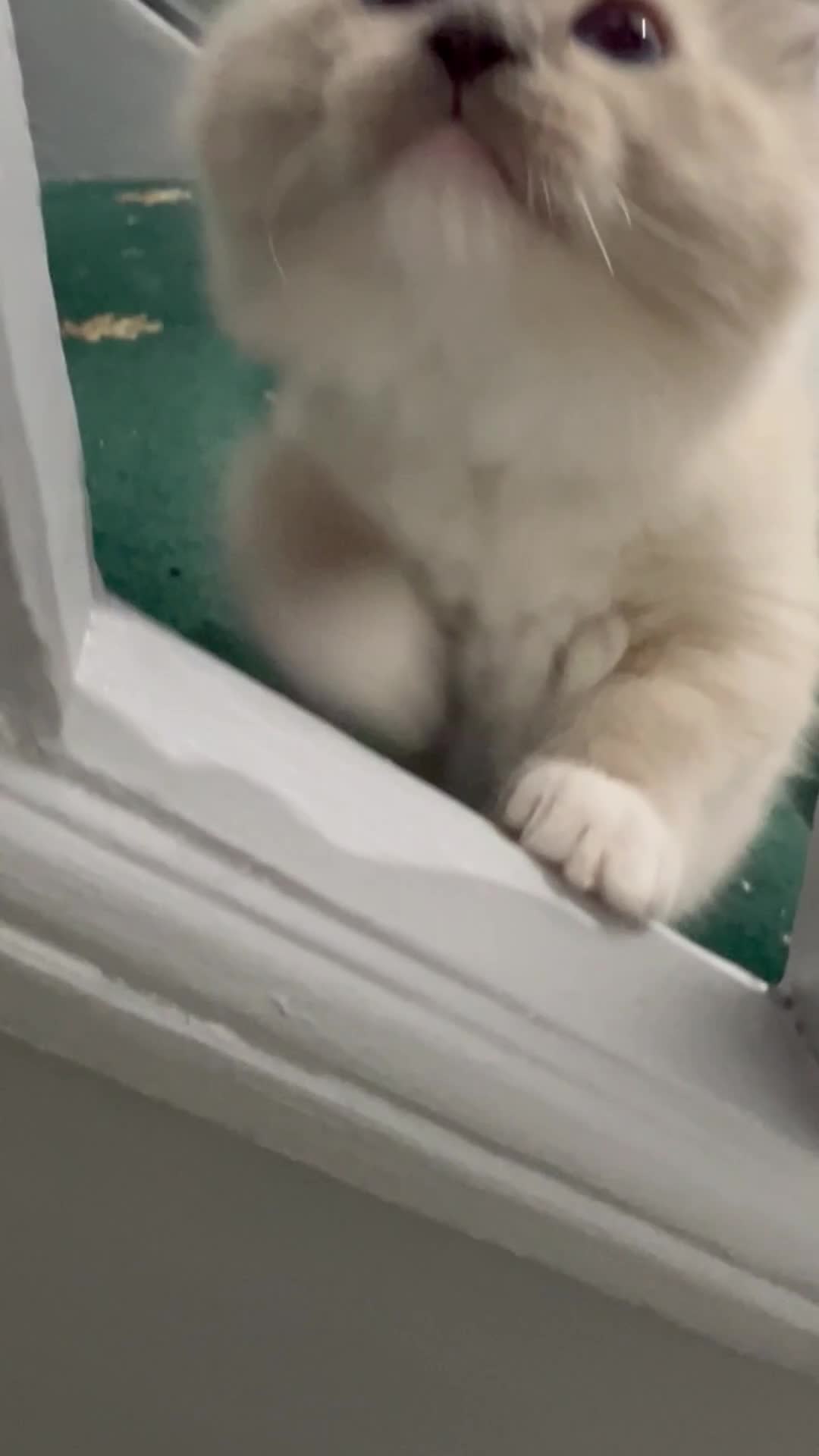 Ragdoll cats for sale: Meet Special joy - Video 1