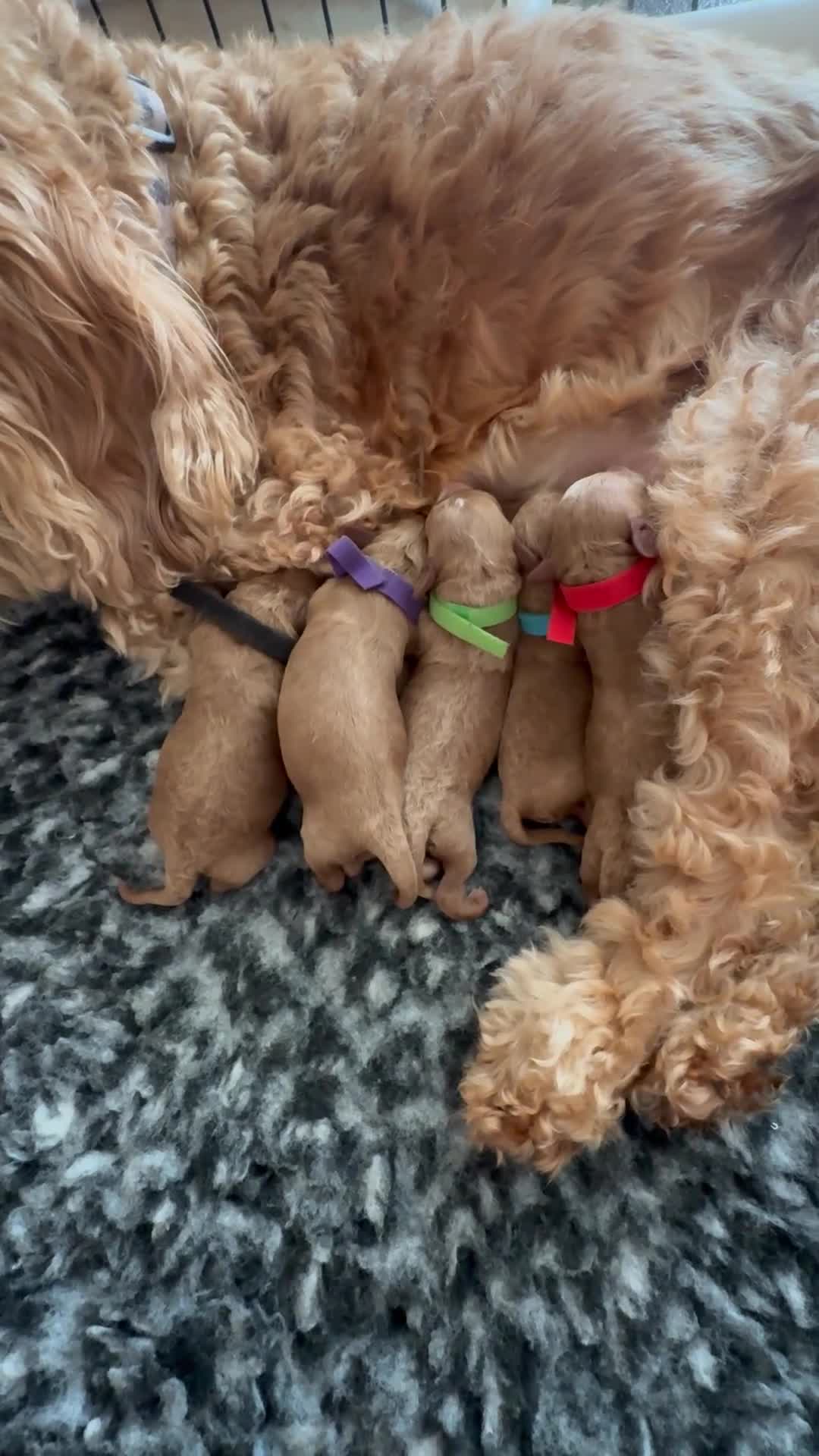 Cockapoo dogs for sale: 🌈 Stunning Cockapoo Puppies - DNA Clear Parents - Video 1