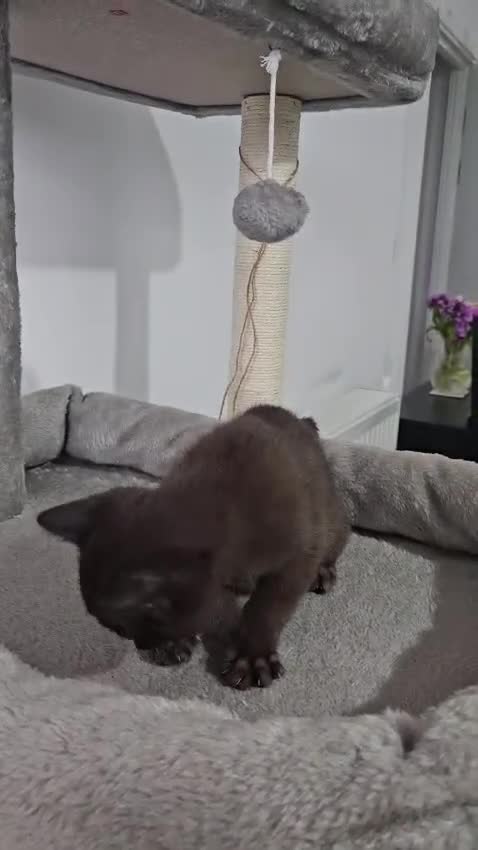 Burmese cats for sale: Stunning Pedigree Brown Burmese kittens  - Video 4