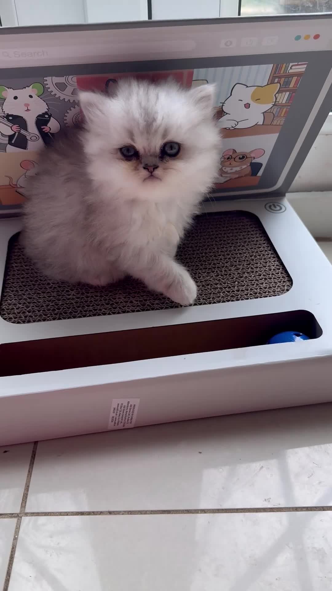 Persian cats for sale: 🐾 TWO BEAUTIFUL PERSIAN KITTENS AVAILABLE 🐾 - Video 2