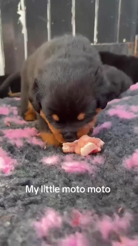 Rottweiler dogs for sale: Rottweiler puppies  - Video 5