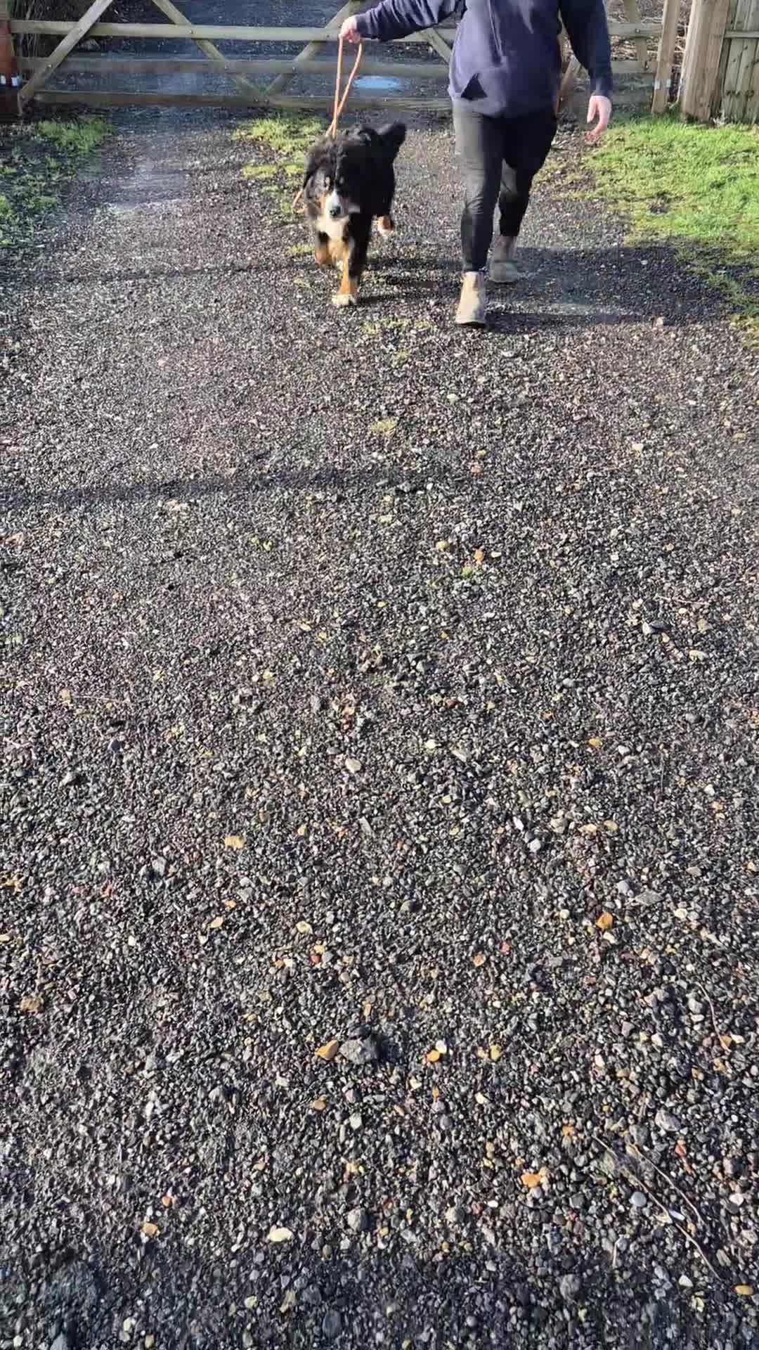 Bernese Mountain Dog dogs for sale: Adult Female Bernese Mountain Dog - Video 1