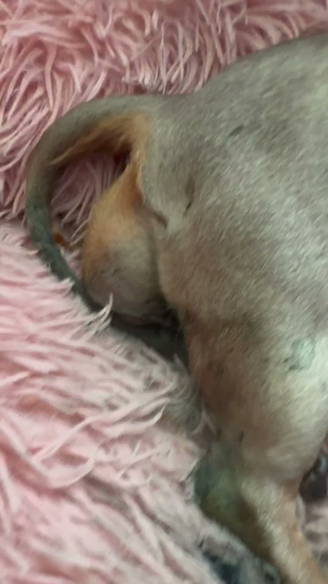 Dachshund dogs for sale: Dachshund cross Chinese crested  - Video 1