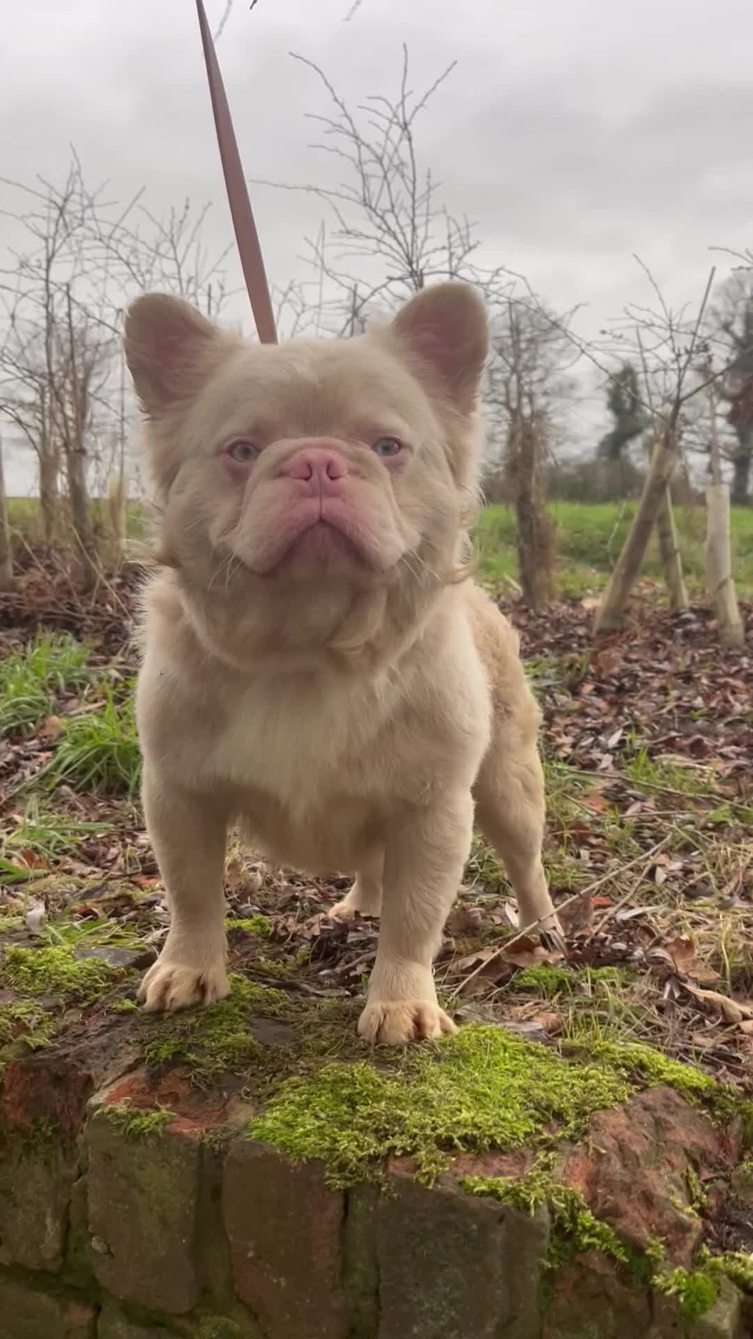 French Bulldog dogs for stud: STUD - Full fluffy full pink frenchie wavy coat 🌊 - Video 1